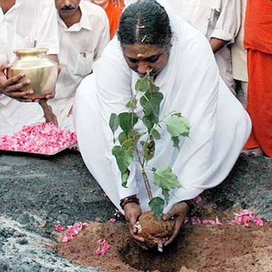 Amma pflanzt einen Baum